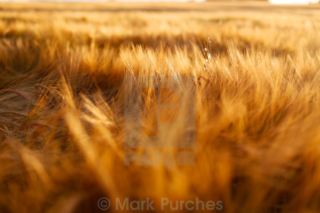 "Soft Warm Barley Crop Plant Detail" stock image