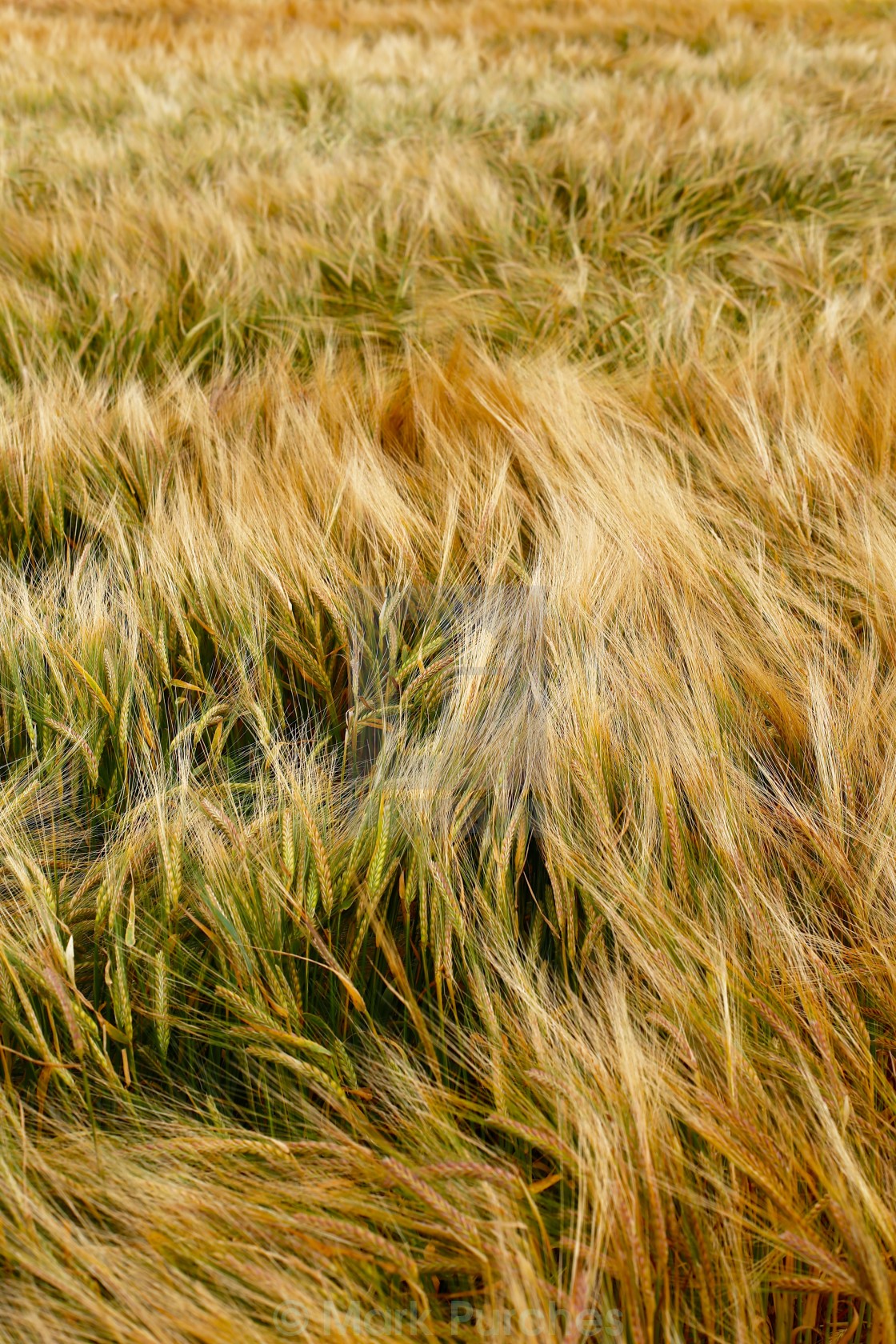 "Soft Warm Barley Crop Plant Texture" stock image