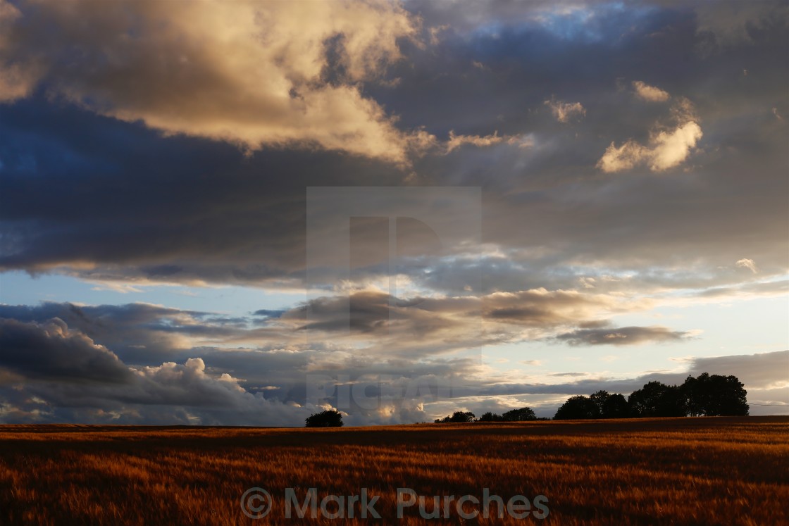 "Cotswolds Barley Field & Sunset" stock image