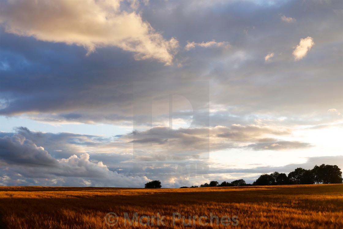 "Cotswolds Barley Field & Sunset" stock image