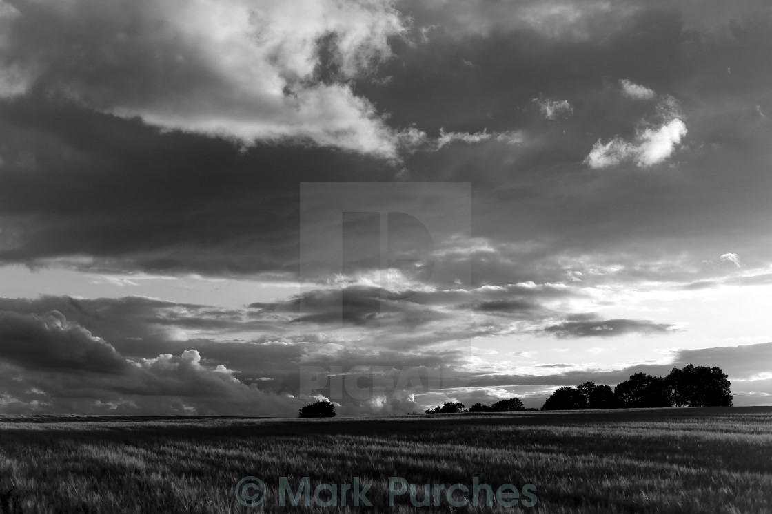 "Cotswolds Barley Field & Clouds Sunset Black & White" stock image