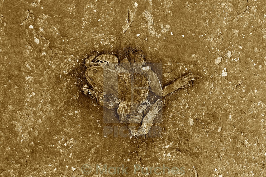 "Flat Frog Squashed on Road Sepia Texture" stock image