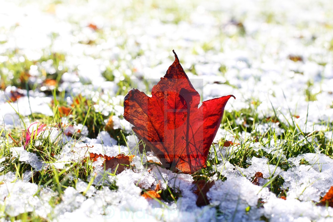 "Last Autumn Leaf Standing in First Snow of Winter" stock image