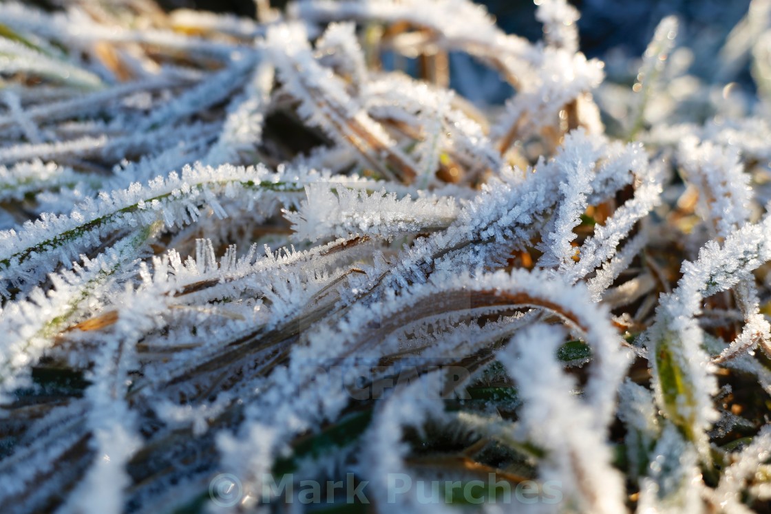 "Winter Frosty Grass Pattern" stock image