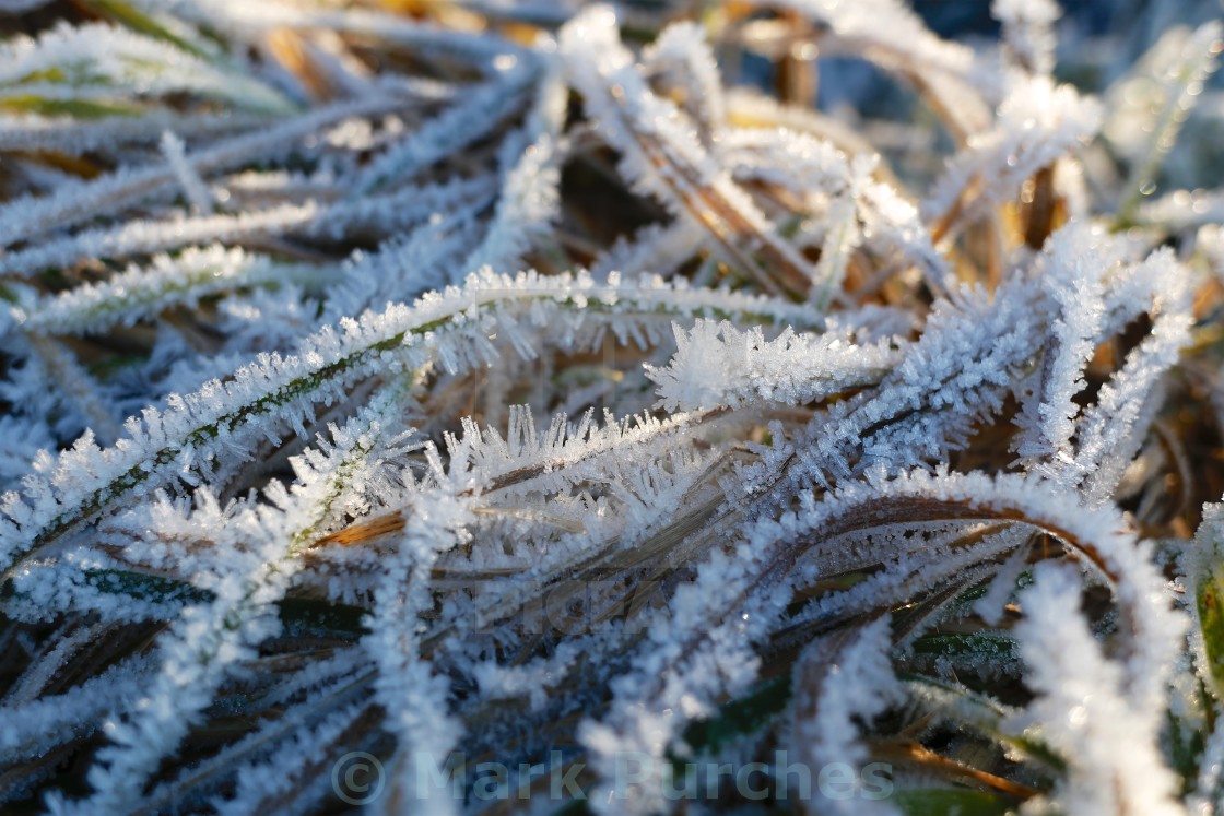 "Winter Frosty Grass Pattern" stock image