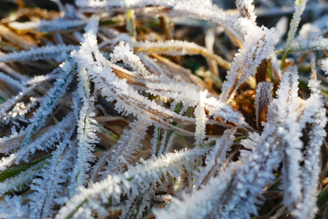 "Winter Frosty Grass Pattern" stock image