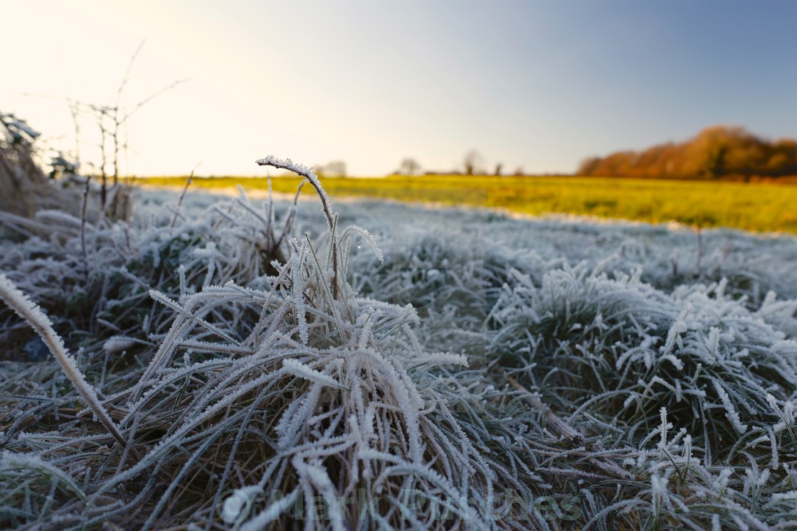 "Winter Frosty Grass Landscape with Blue Sky" stock image