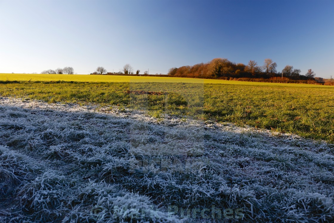 "Winter Frosty Grass Landscape with Vibrant Blue Sky" stock image