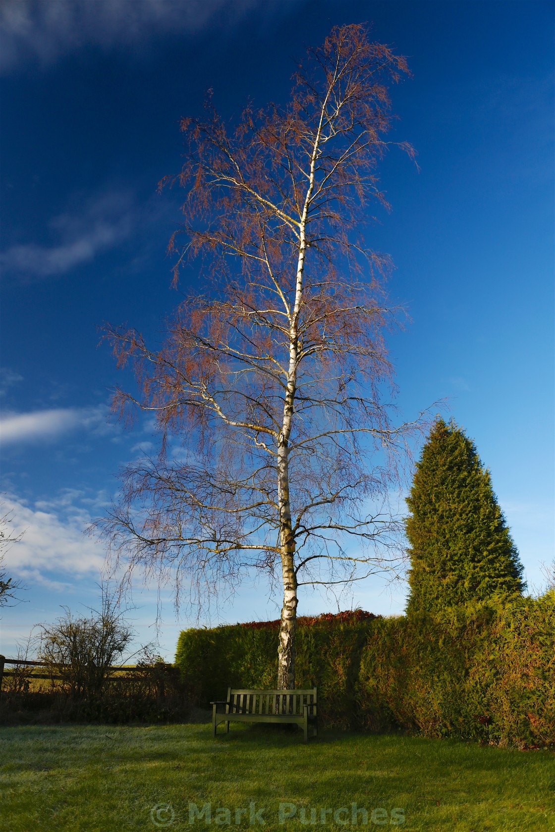 "Beautiful Garden with Silver Birch & Bench" stock image