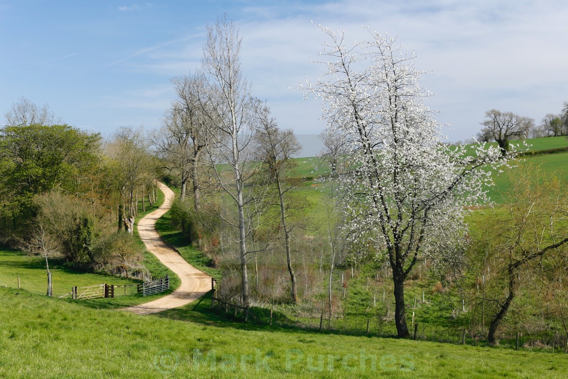 "Meandering Track Through Green Fields with Cherry Blossom" stock image