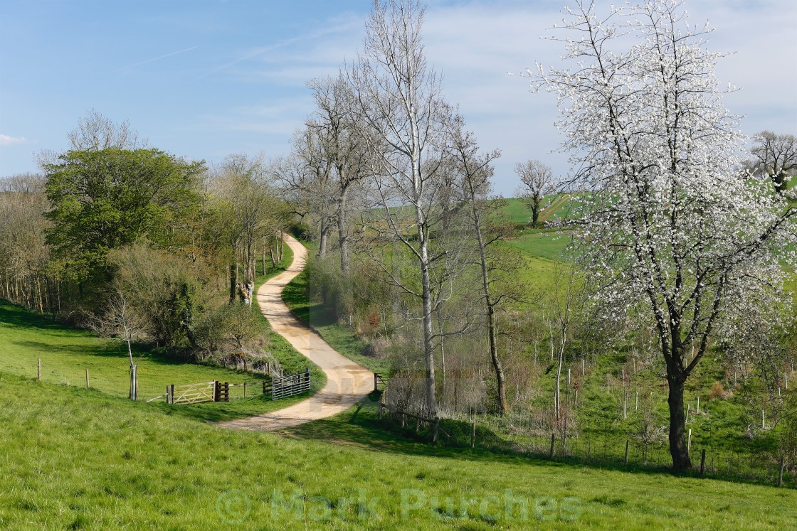 "Meandering Track Through Green Fields with Cherry Blossom" stock image