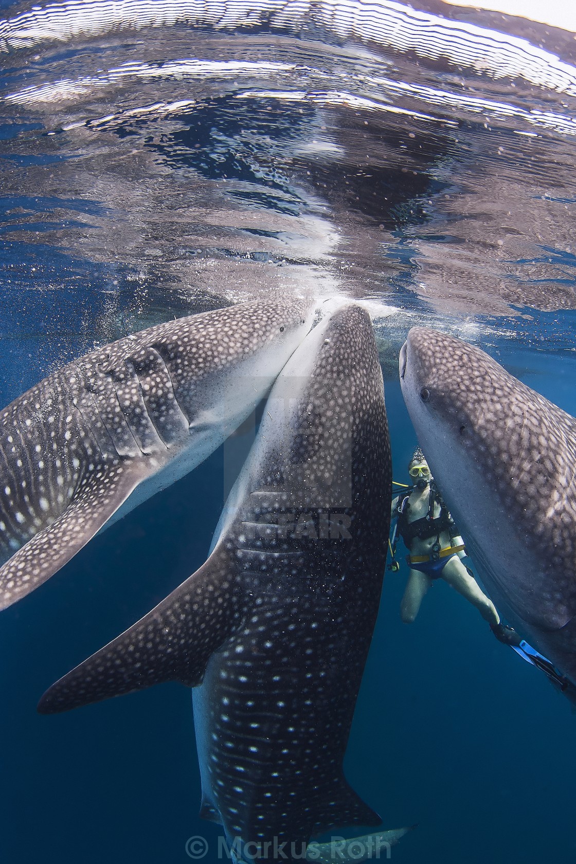 Китовая бебра картинка