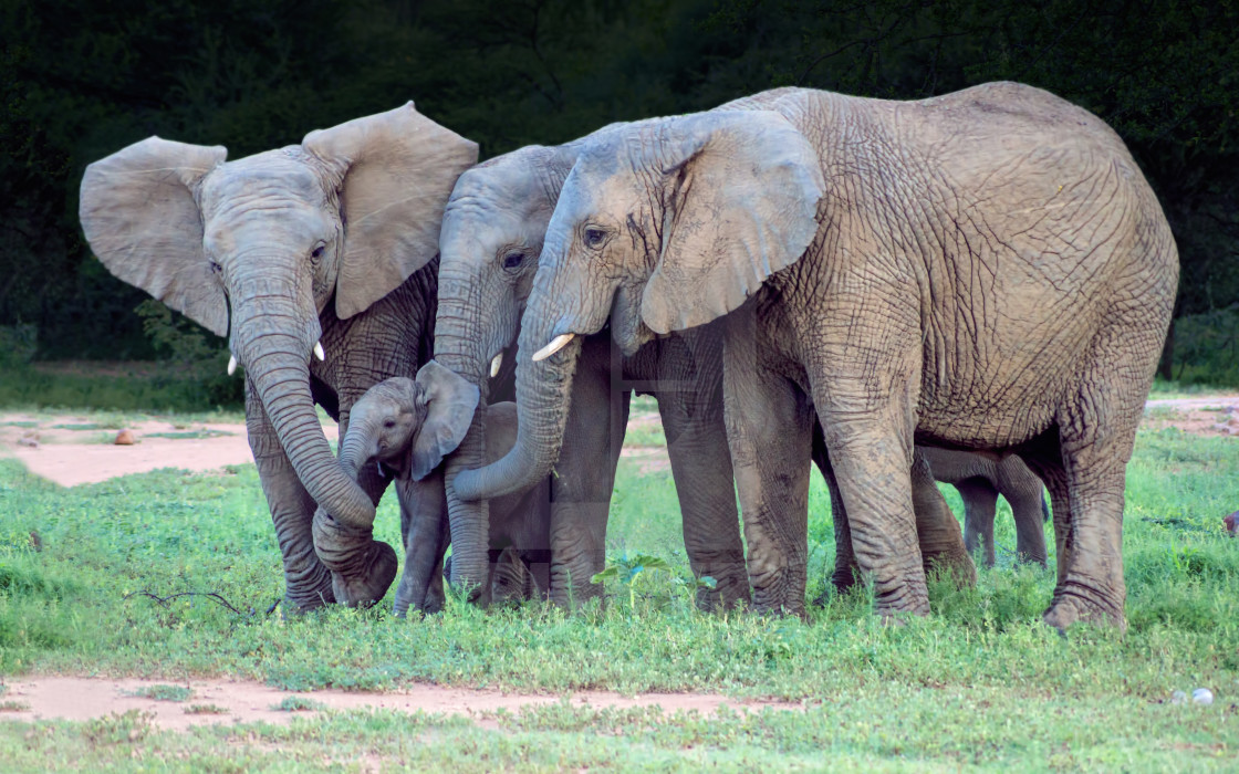 "Protective Elephants" stock image