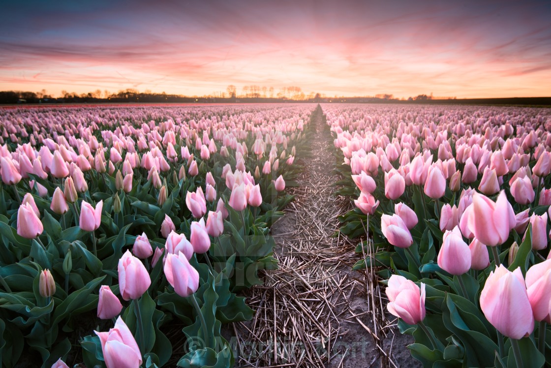 "Tulip field" stock image