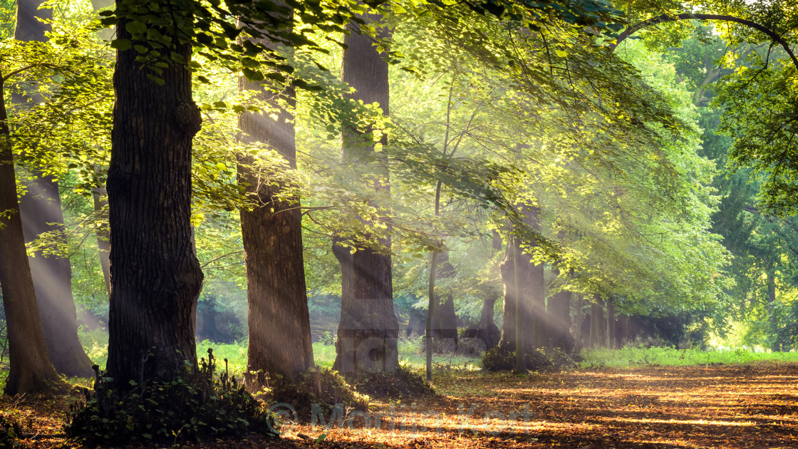 "sun rays in the forest" stock image