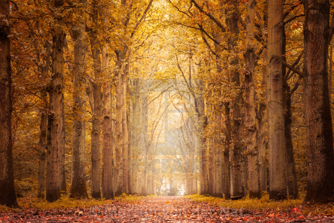 "Autumn in the Forest" stock image