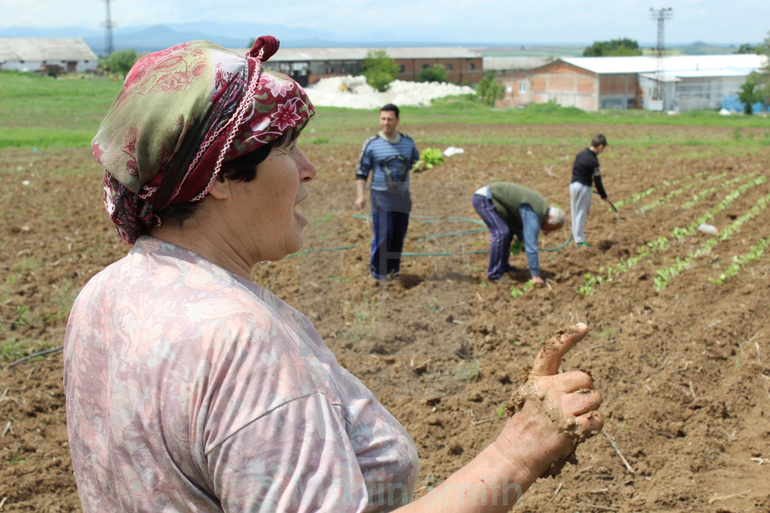 "Tobacco farming Series" stock image