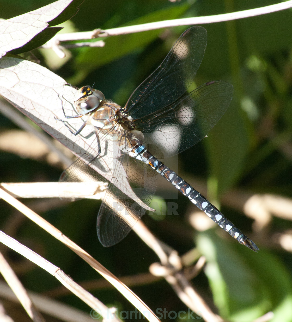 "Dragonfly at rest" stock image