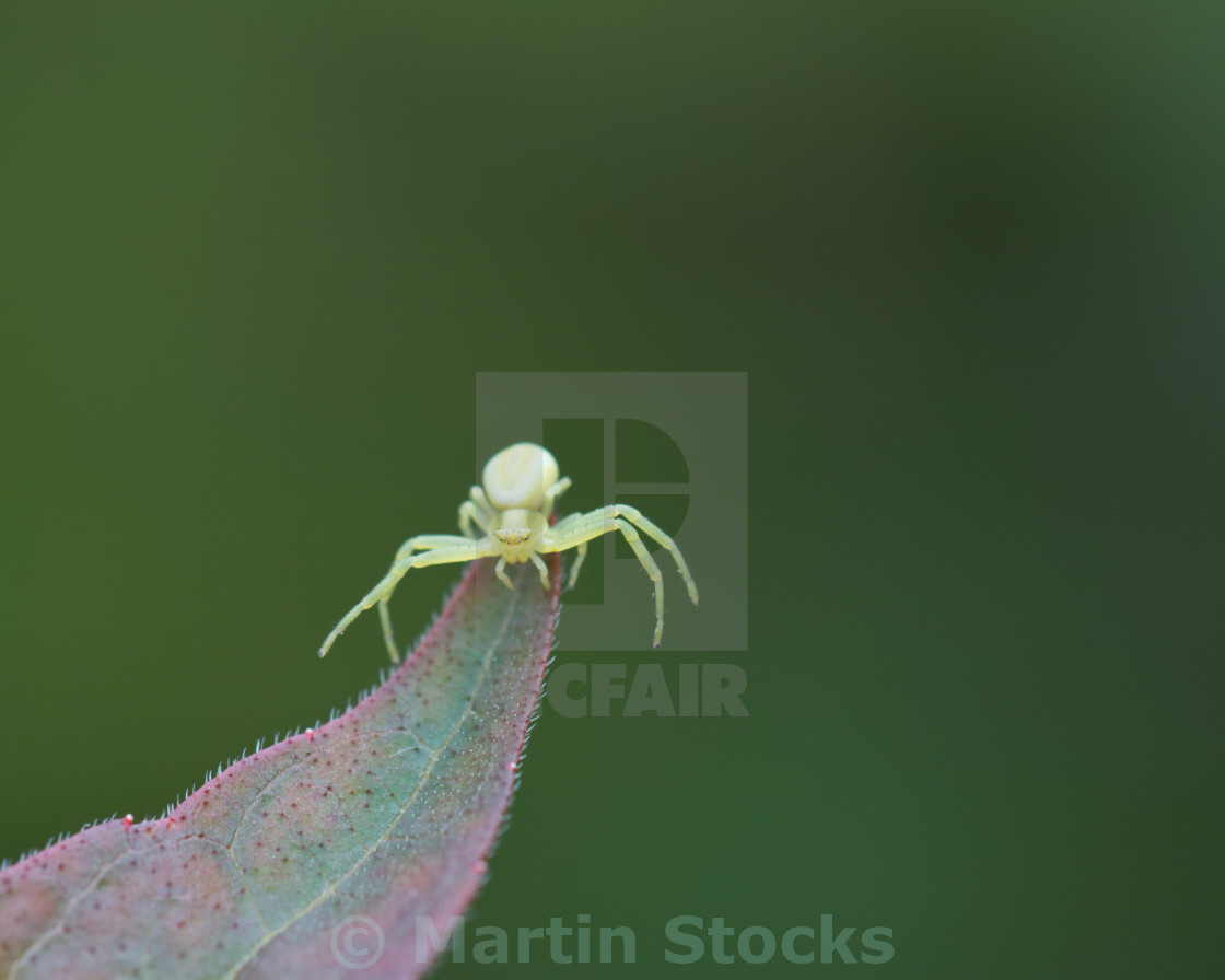 "Crab spider" stock image