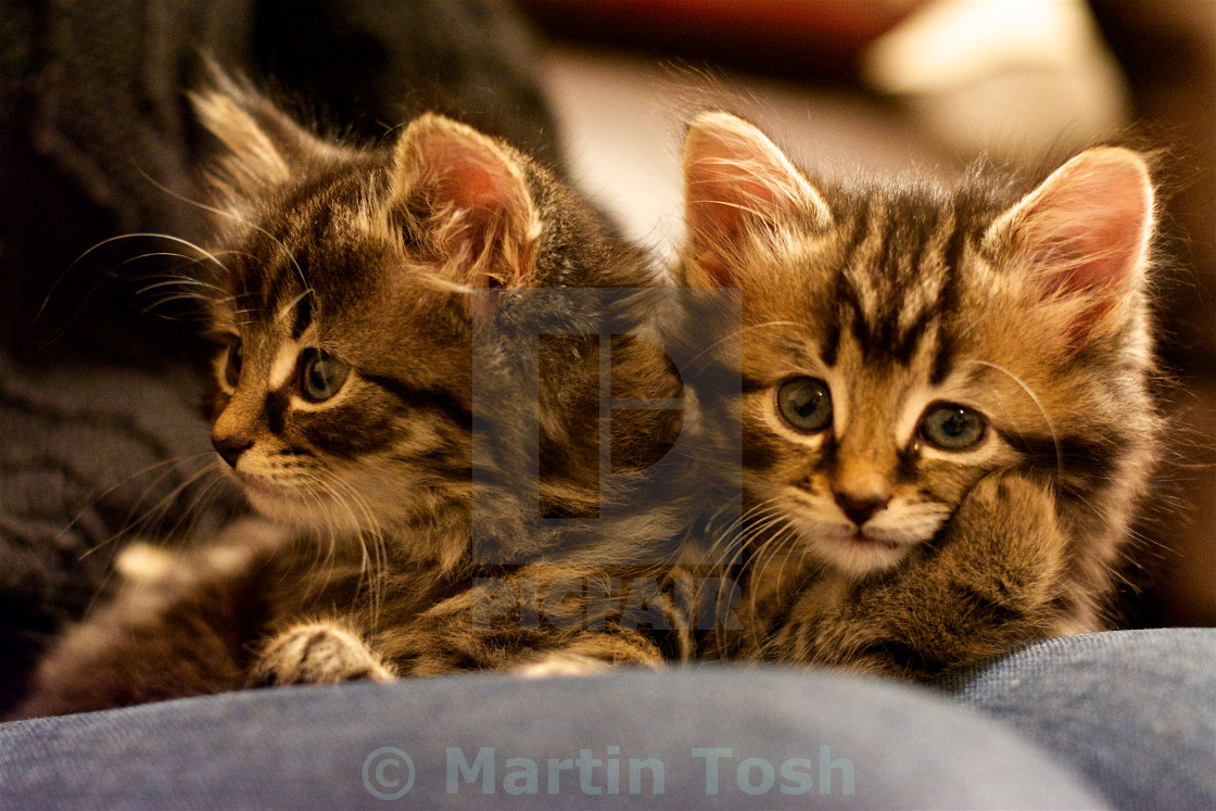 "Double Trouble. Two cute kittens on a lap" stock image