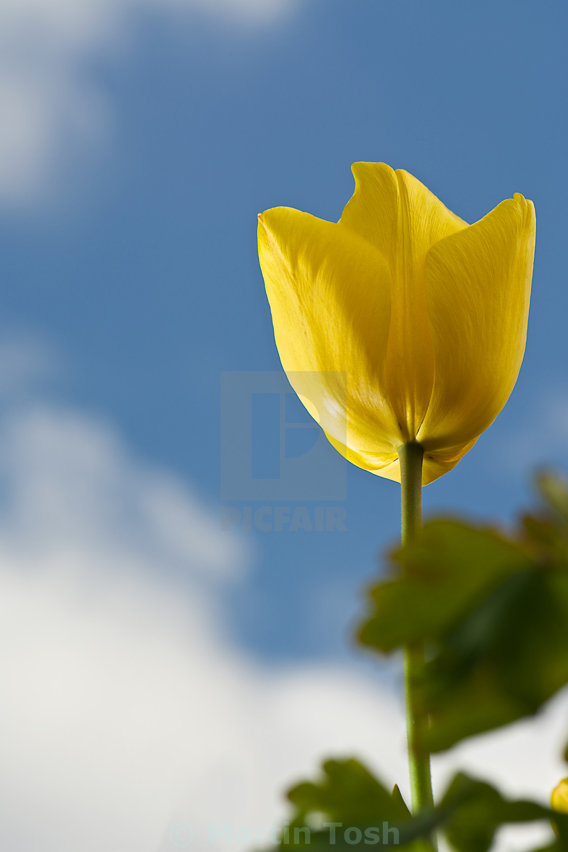 "tall yellow tulip" stock image