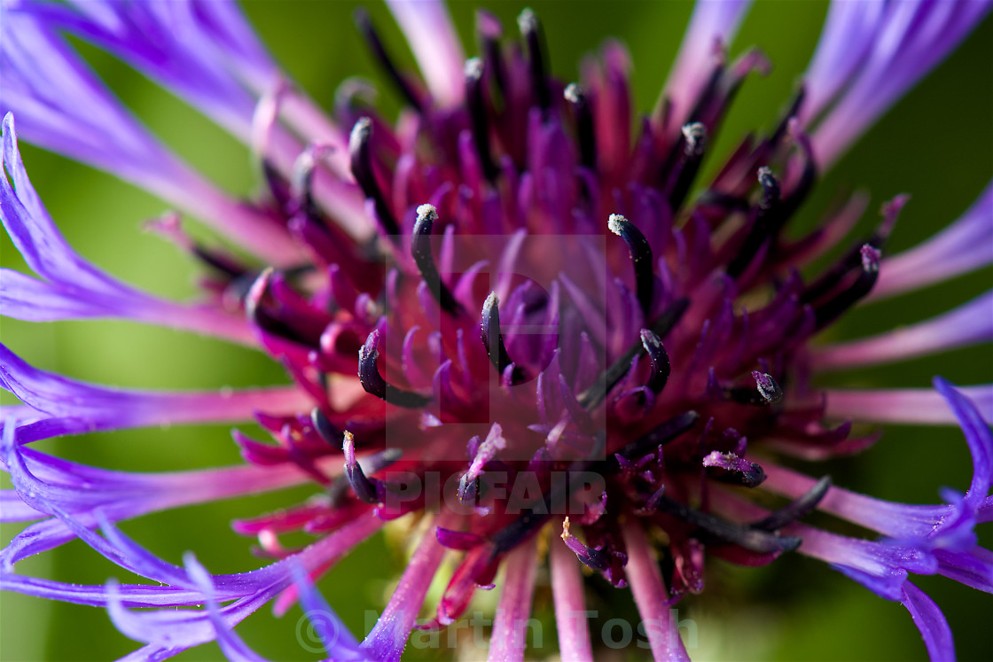 "Purple mountain Cornflower-flower close up" stock image