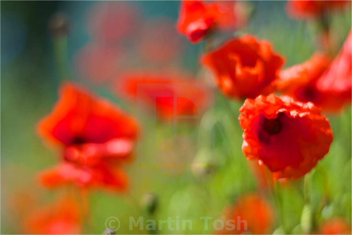 "Poppy Dreams-ICM poppies" stock image