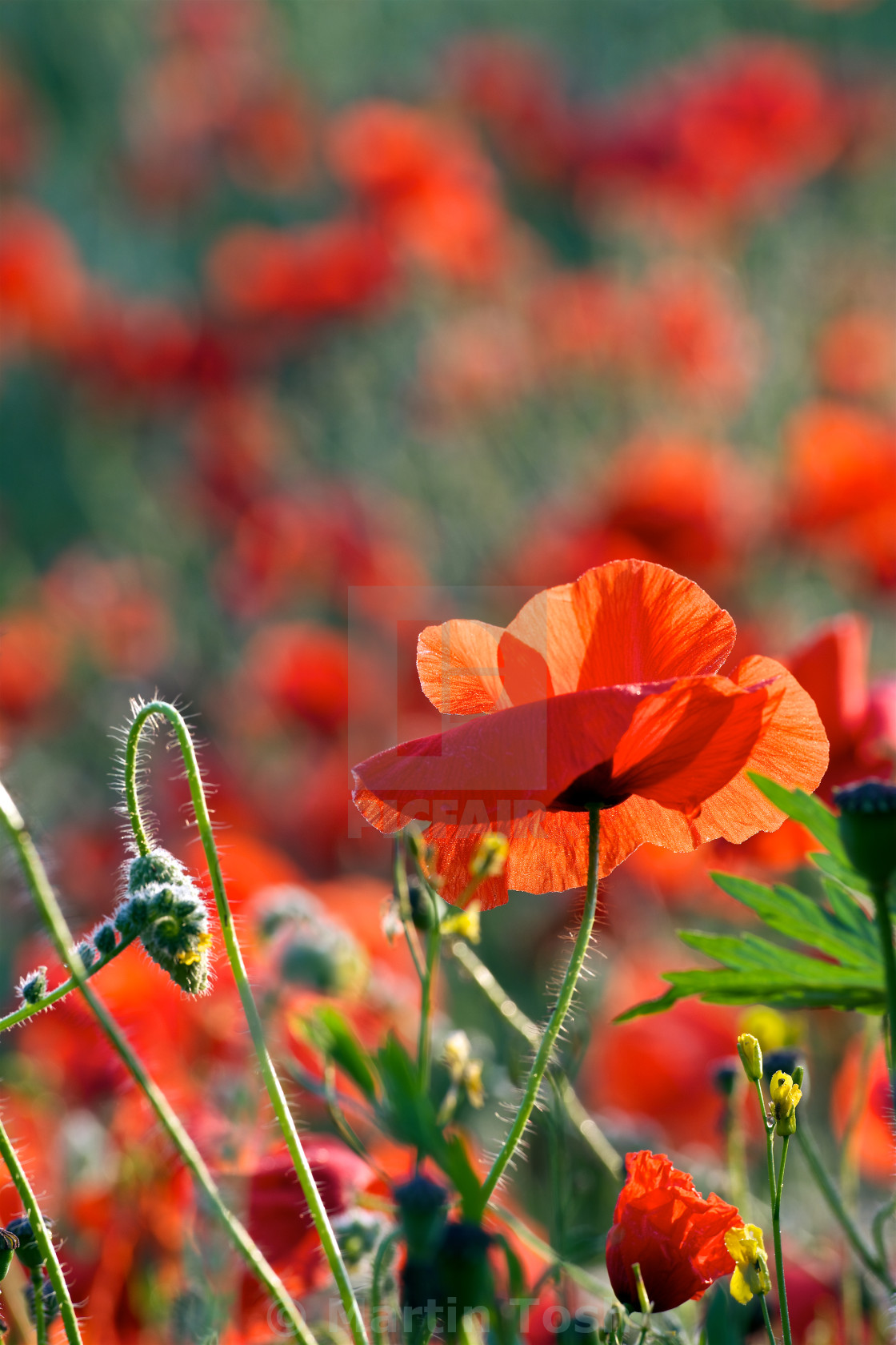 "Bud to bloom-Poppy flower and bud" stock image