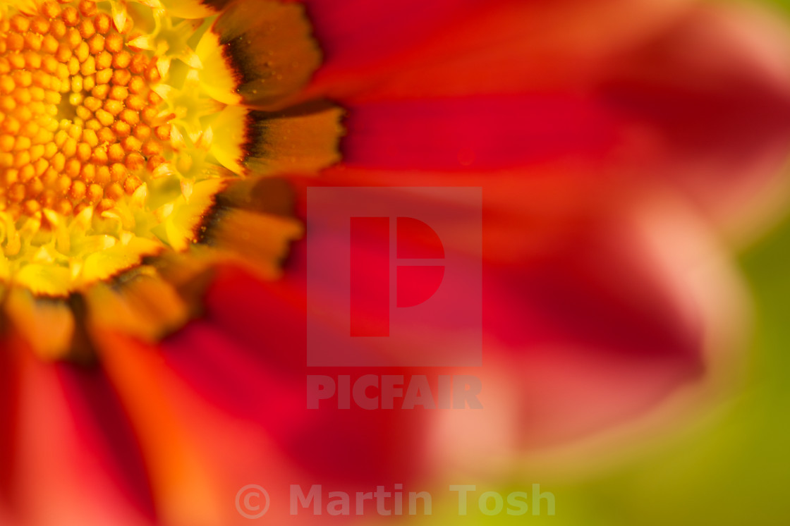 "Gazania iv, Gazania flower 3/4, abstract petals" stock image