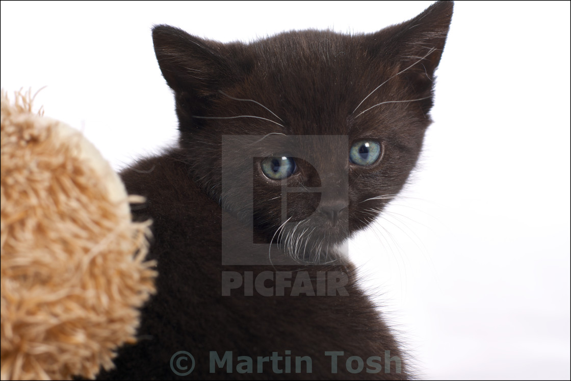 "Black kitten looking questioningly over it's shoulder-white background" stock image