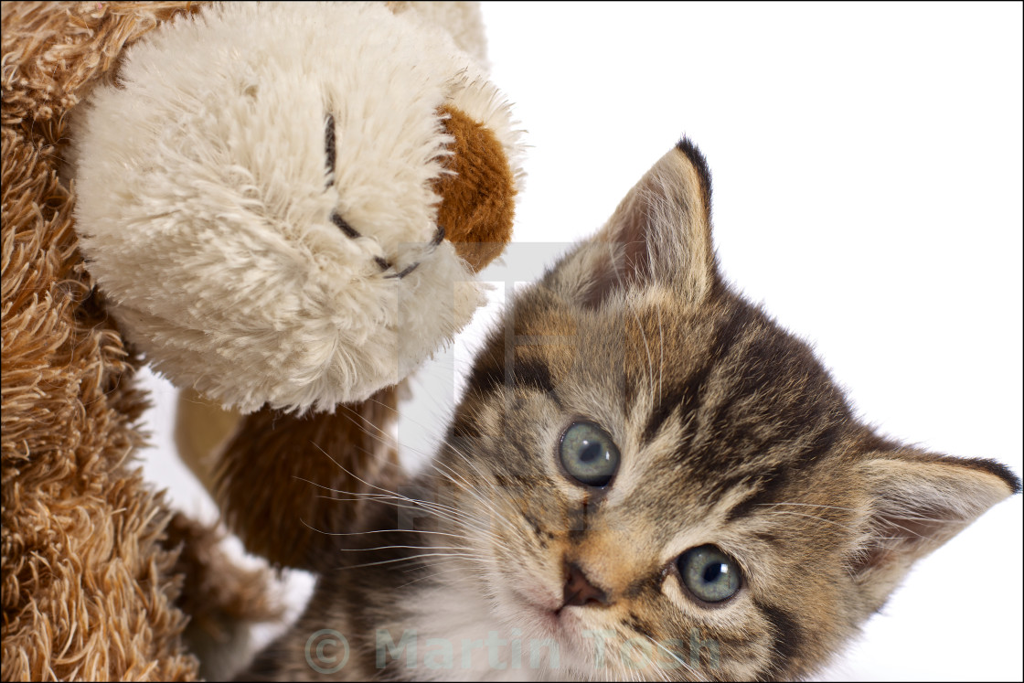 "Tabby kitten, stares down camera. With soft toy pal- white background" stock image