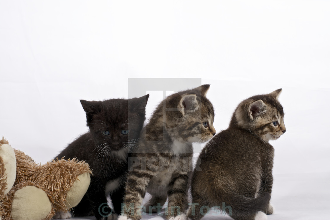 "Three kittens look nervous- white background" stock image