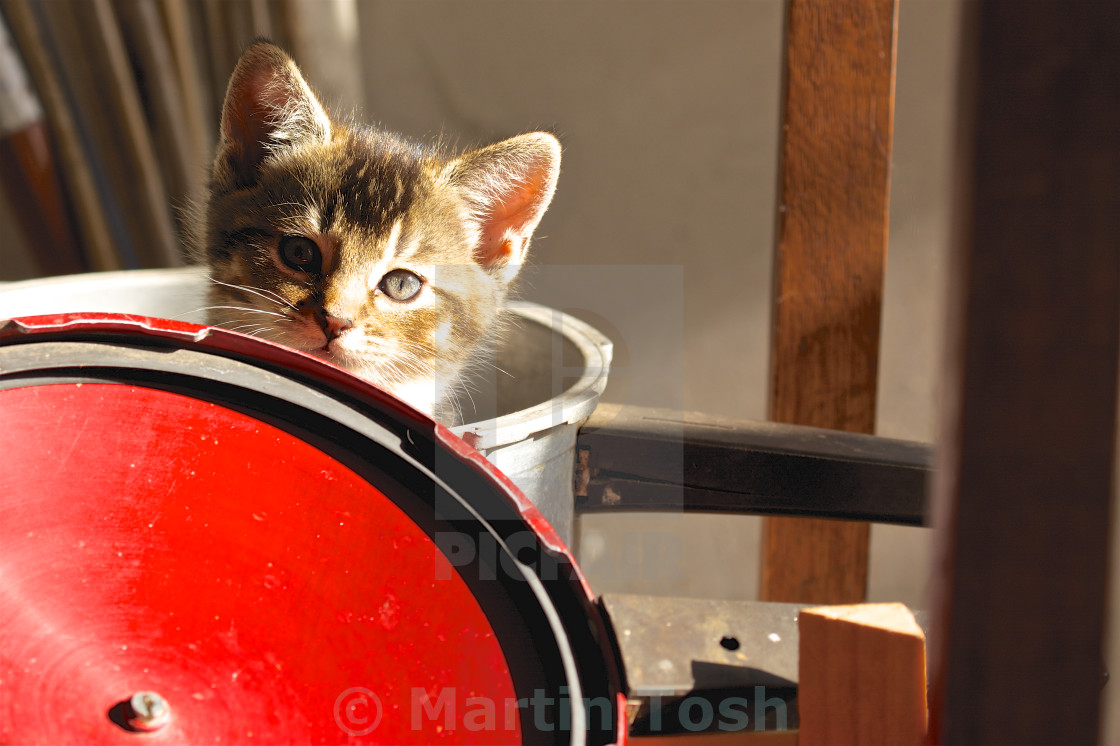 "Kitten in saucepan and red lid" stock image