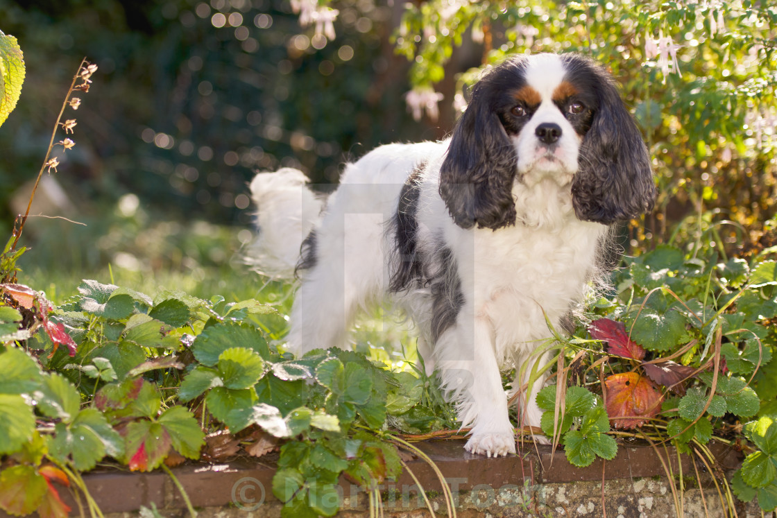 "King Charles Cavalier in the garden" stock image