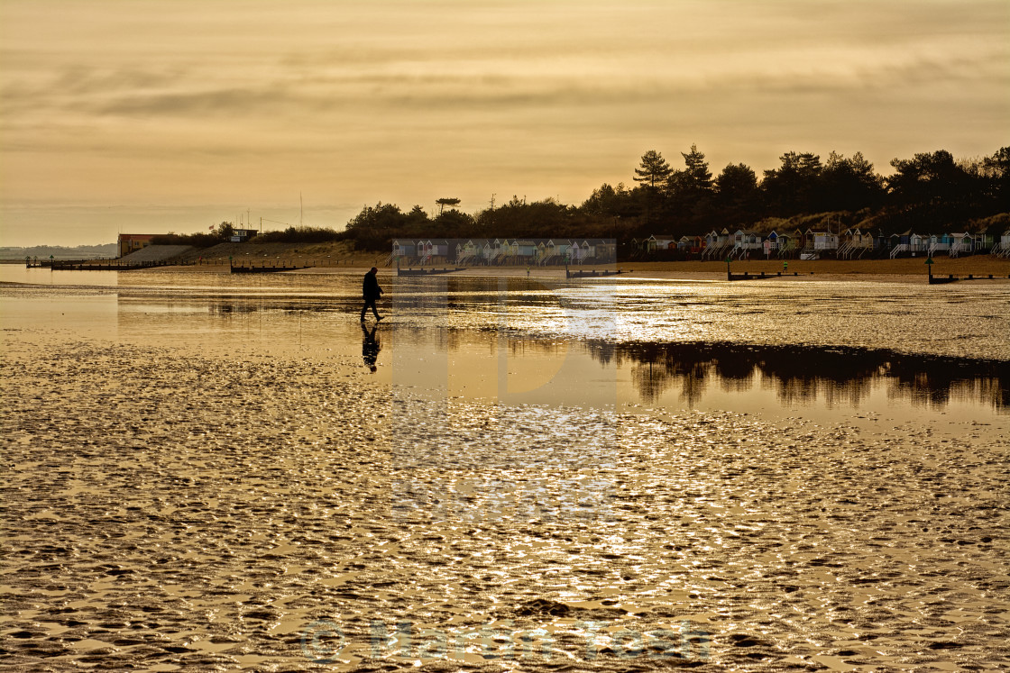 "Low tide stroll- walker on the beach at low tide in golden light" stock image