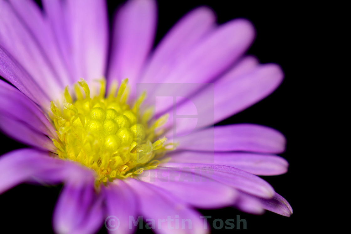 "Purple daisy-3- with black backdrop" stock image