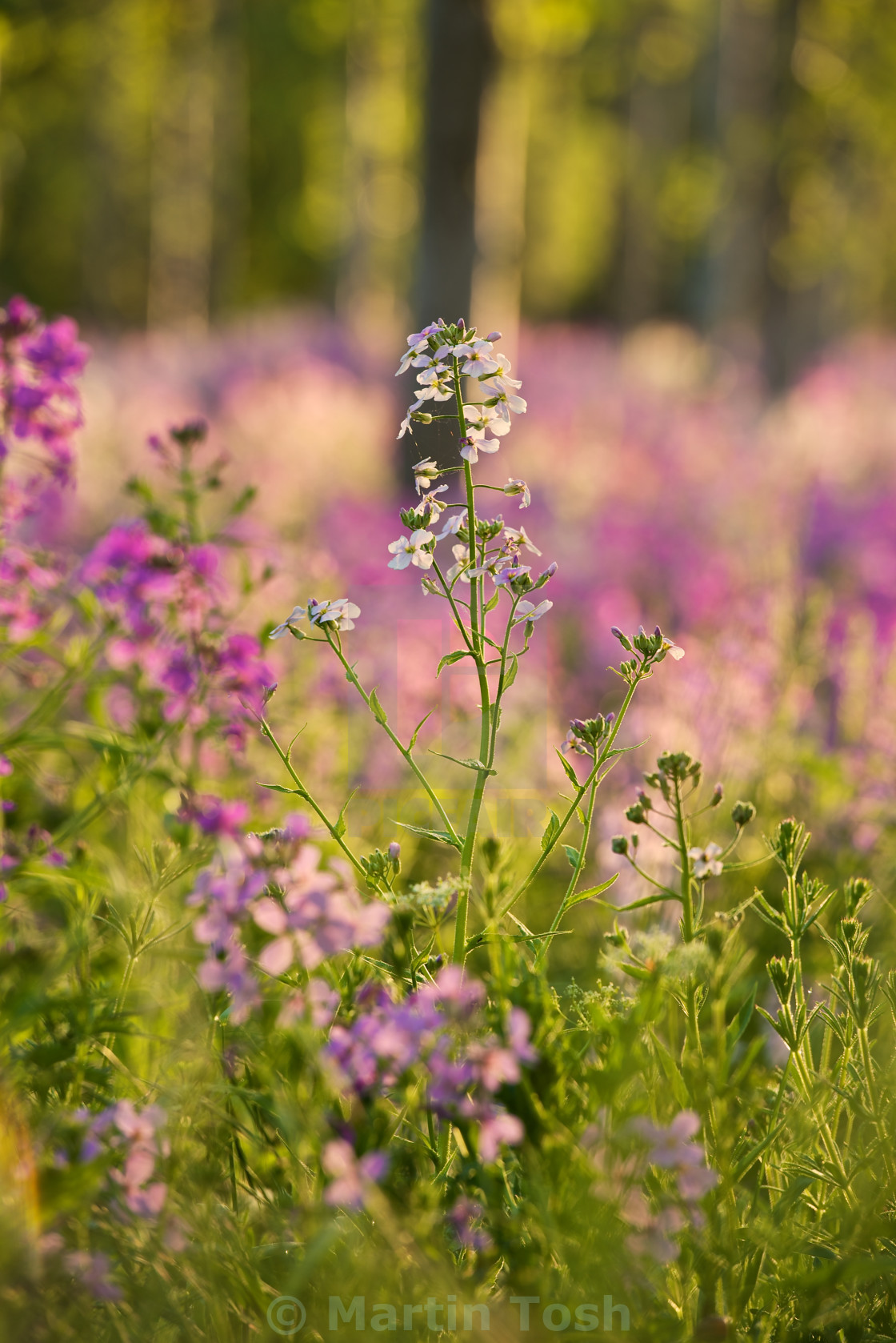 "White sweet rocket in portrait- blurred background" stock image