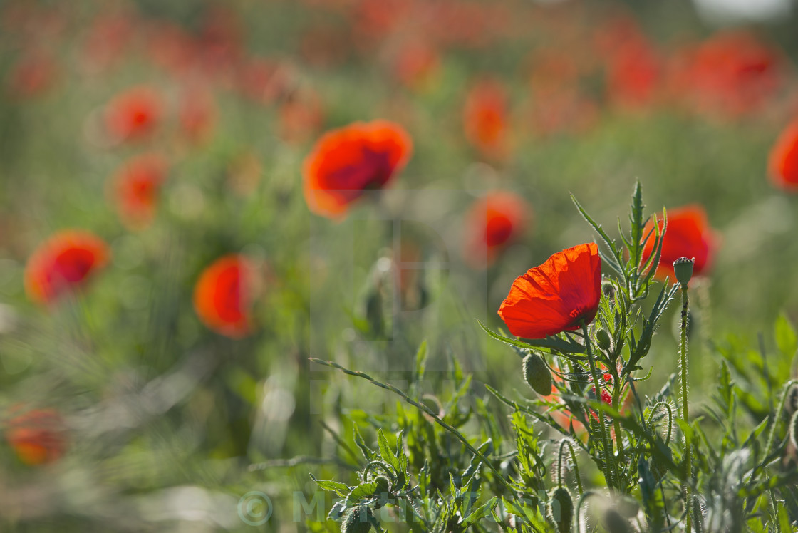 "Poppy in field with blurred poppies background" stock image