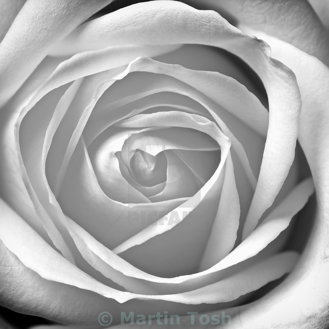 "White rose from above-mono" stock image