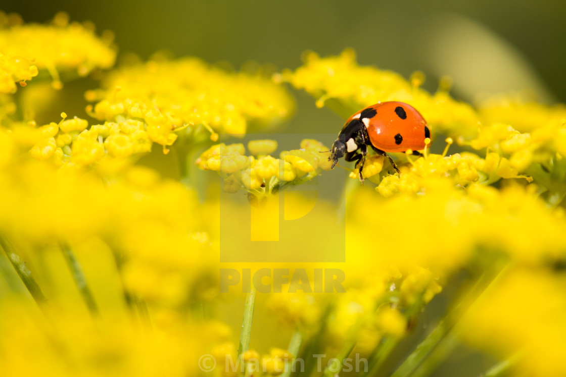 "Ladybird on fennel heads" stock image