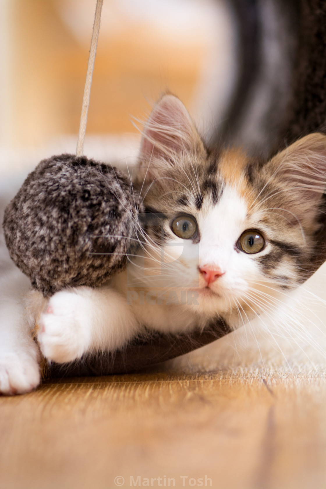 "Kitten close up, with eye contact" stock image