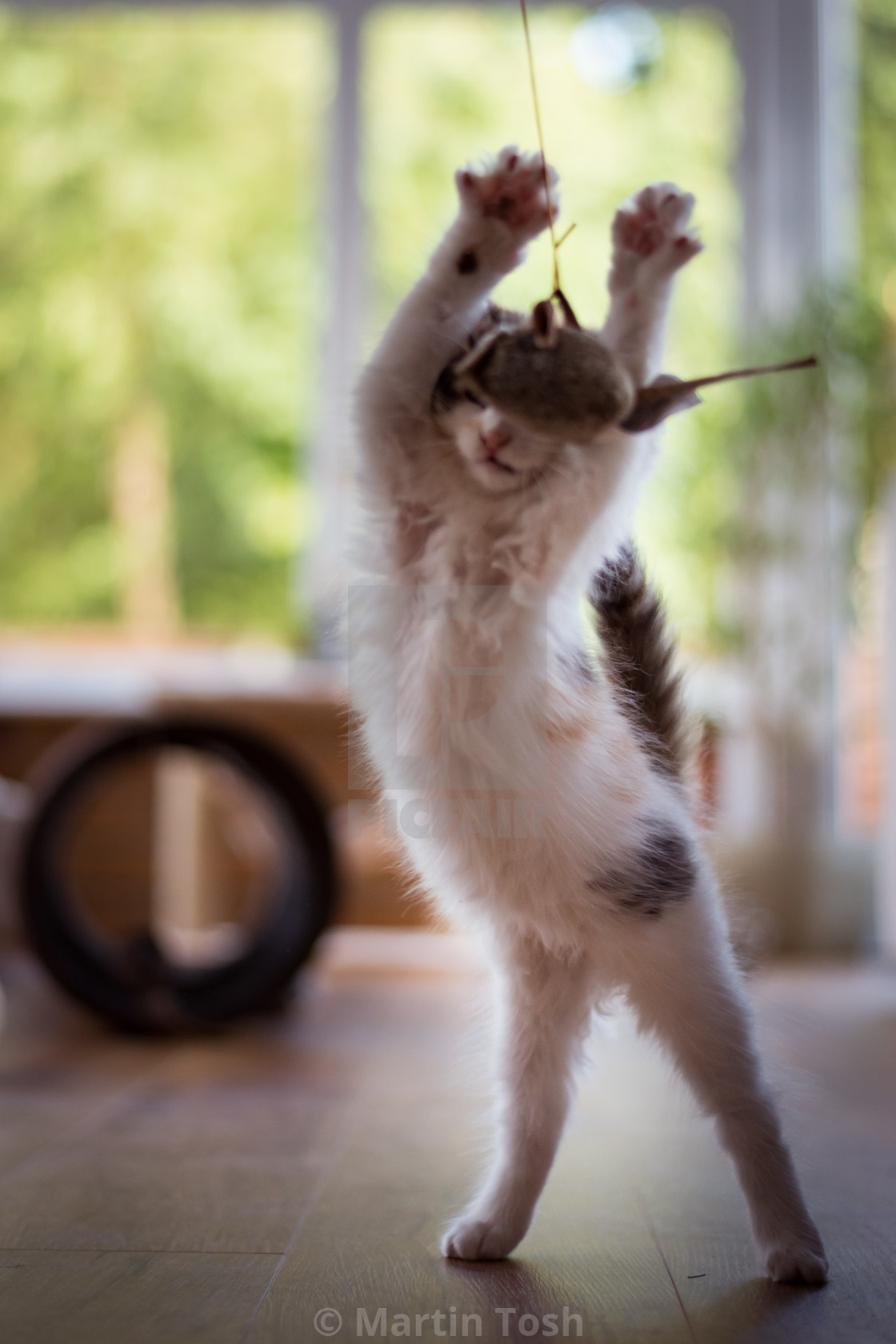 "Kitten standing, playing with play mouse" stock image