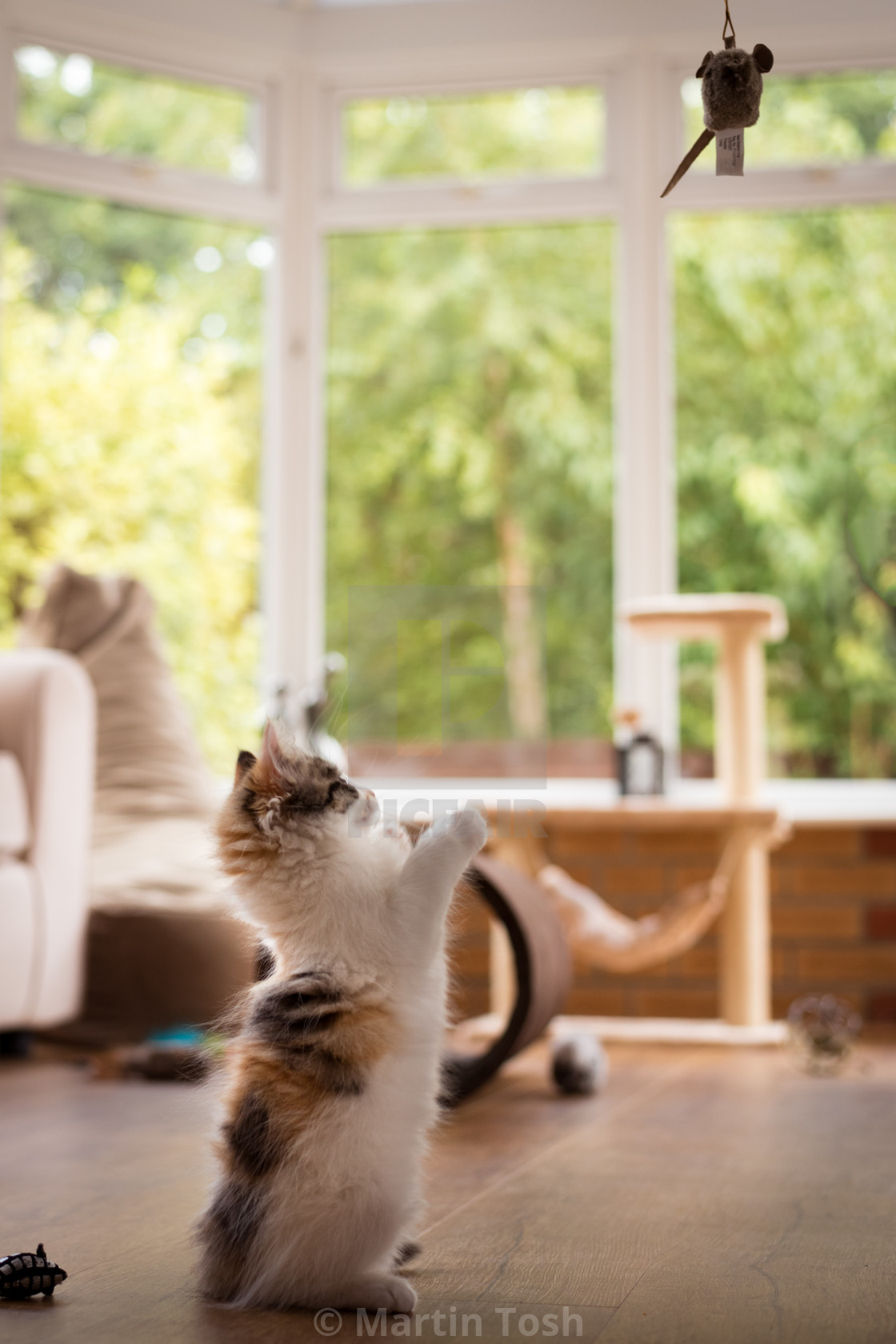 "Kitten standing tall" stock image