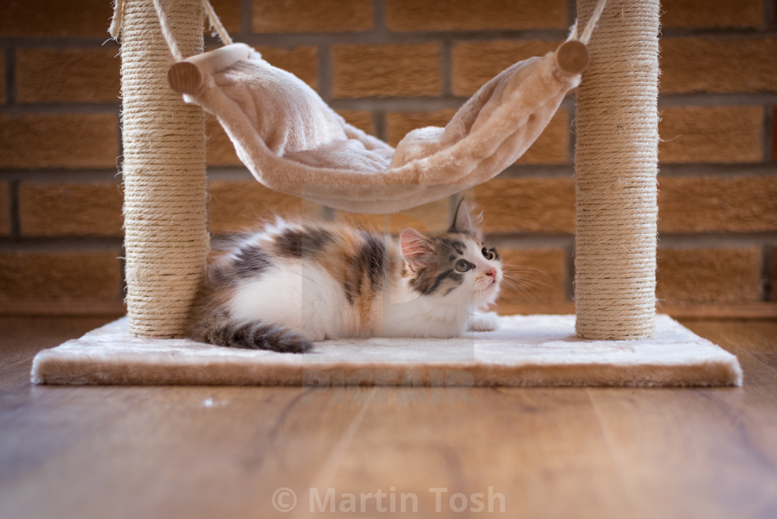 "Kitten under cat hammock" stock image