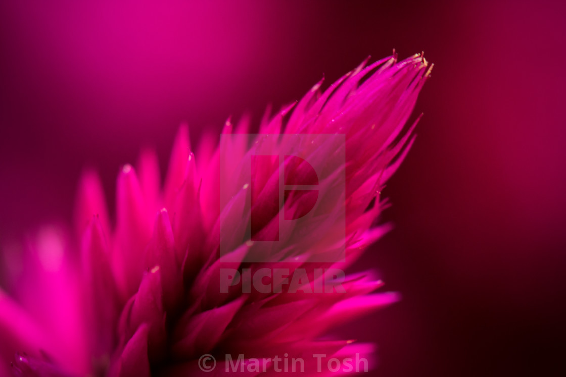 "Celosia" stock image