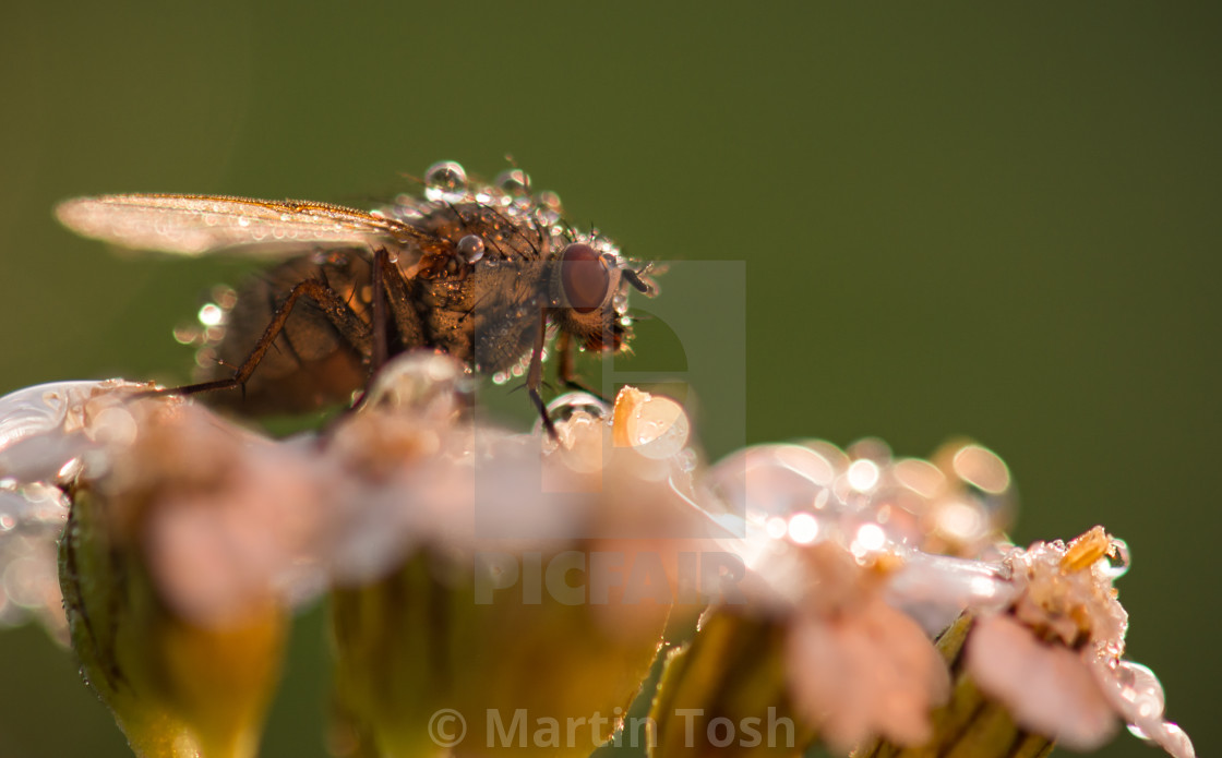 "Fly with dew" stock image