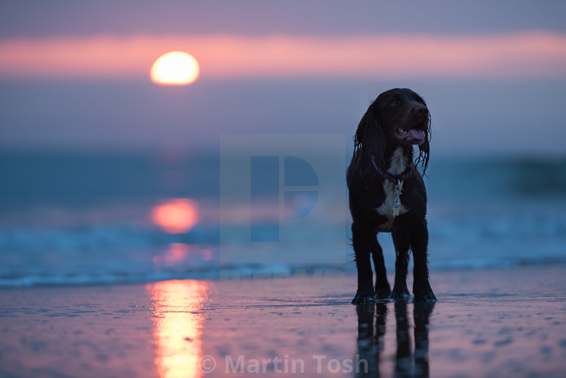 "Sprocker spaniel on beach" stock image