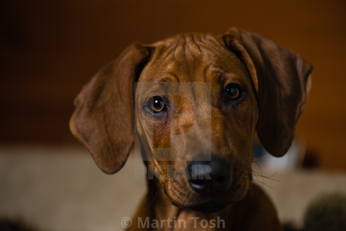 "Rhodesian Ridgeback Portrait-vii" stock image