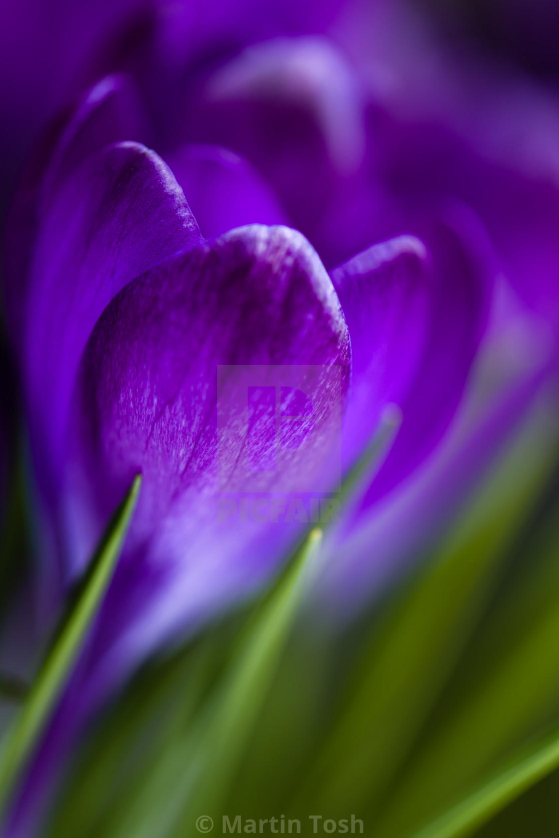 "Purple memories- Crocus macro" stock image