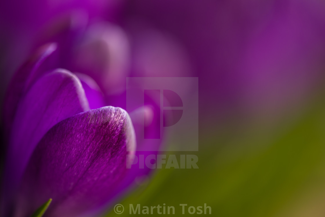 "Purple patch- purple crocus with bokeh background" stock image